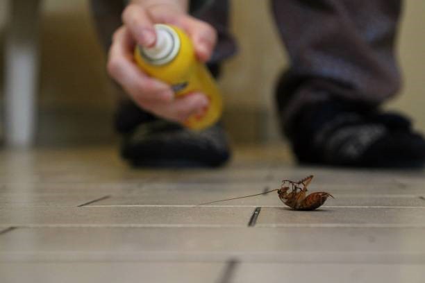 Beyond Sprays: Advanced Cockroach Pest Control Methods for Long-Term Results in Singapore