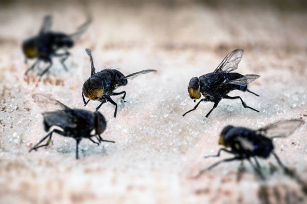 Flight Plan: Effective Fly Pest Control Solutions for Singaporean Homes and Businesses