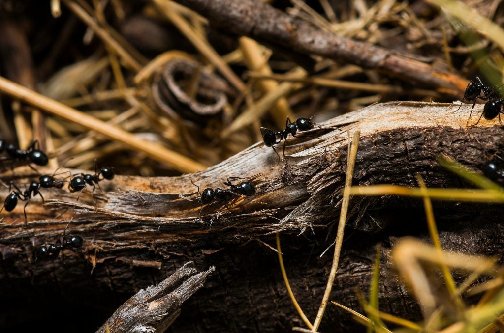 Most Common Ant Species in Singapore: Identification, Prevention, and Control Tips