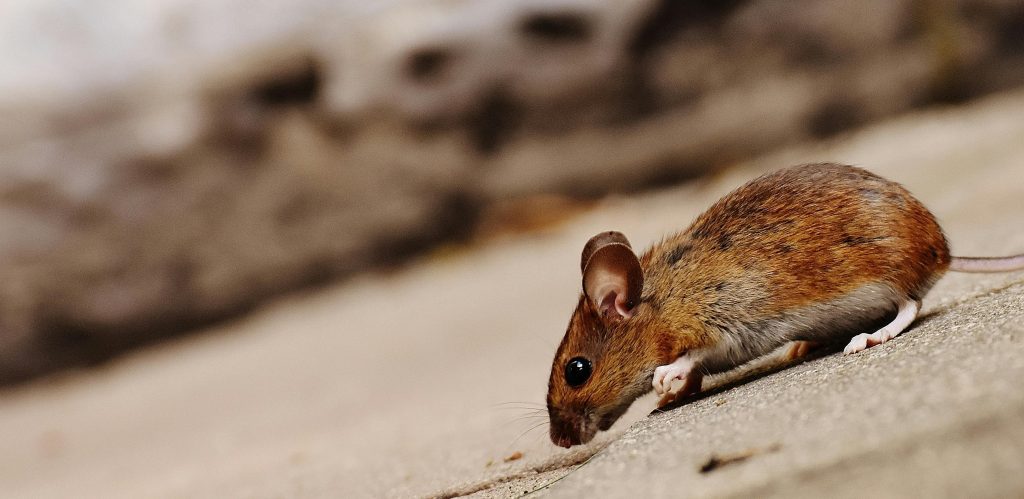 What You Need to Know About Dealing with Rats in Singapore