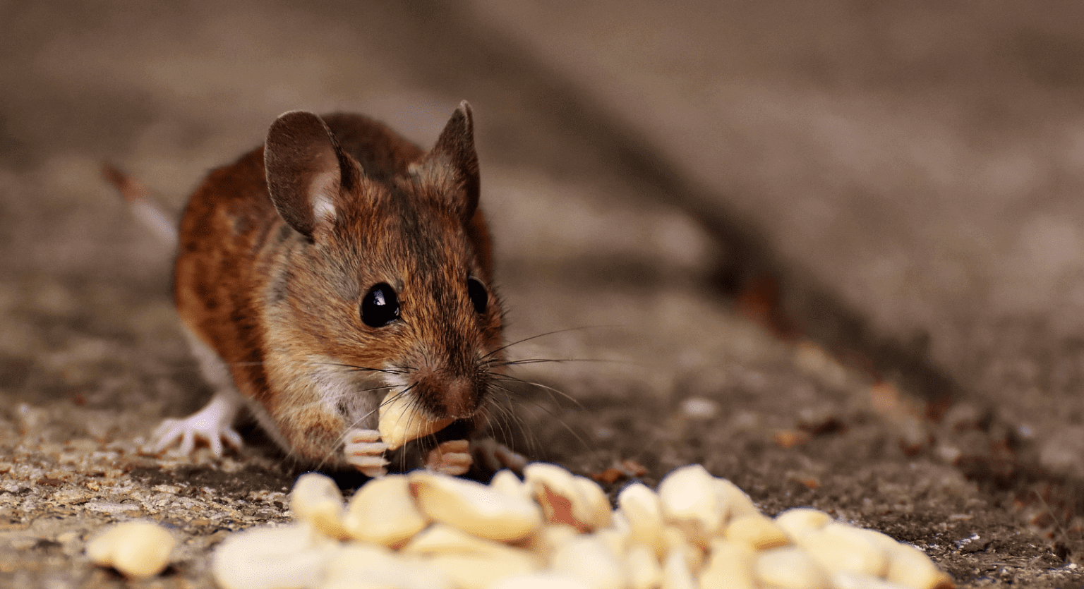 The Hidden Costs of Ignoring Rodents in Food Storage Areas