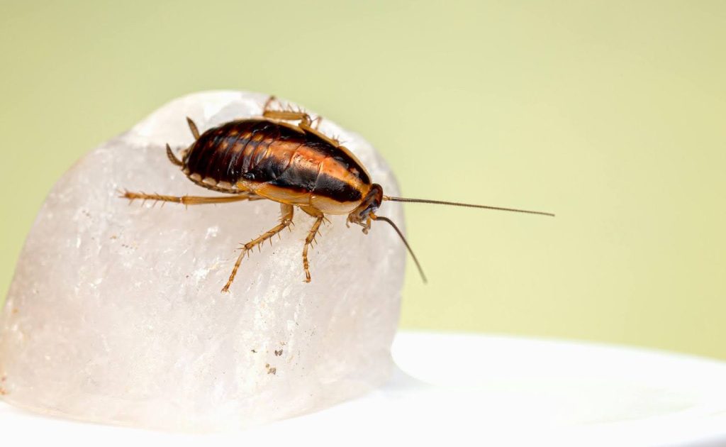 Brown Banded Cockroach
