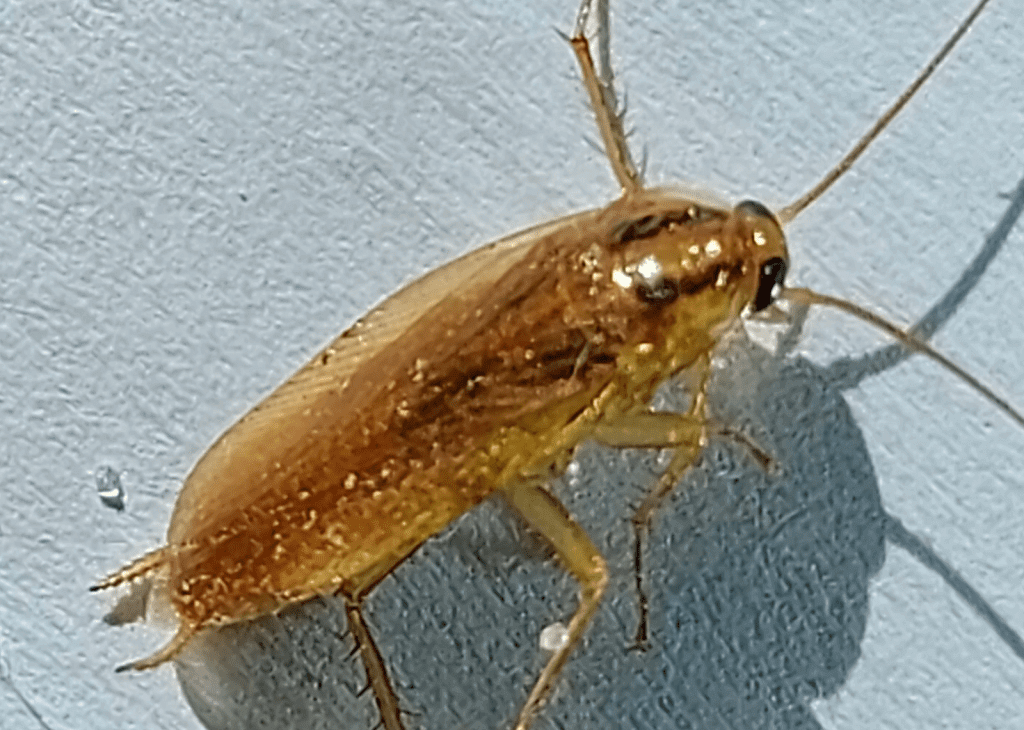 German Cockroach