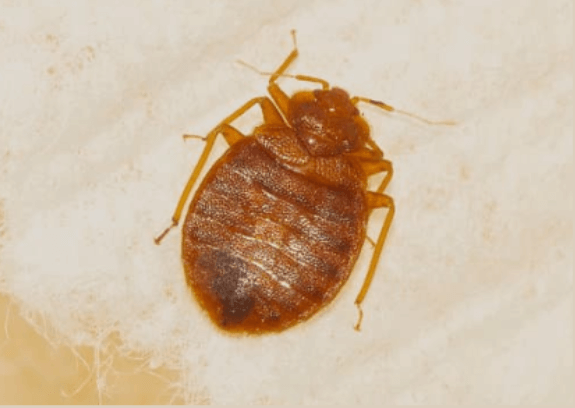 Guide to Get Rid of Bedbugs