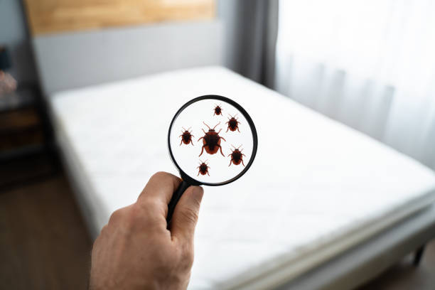 Bed Bug Treatment in Singapore: Complete Process Guide