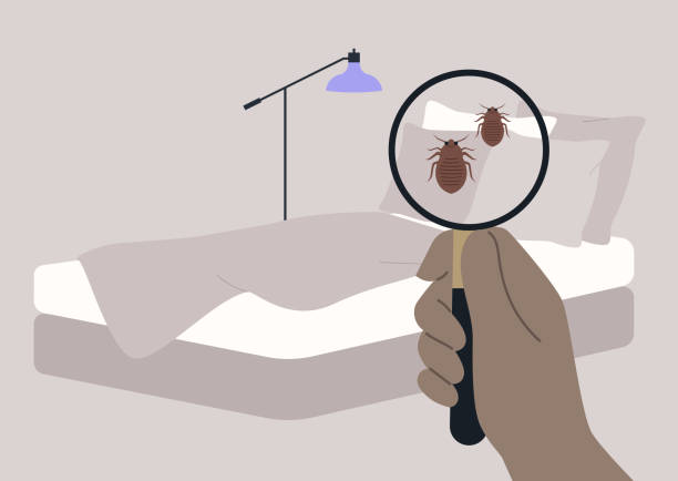 Bed bugs problem, a hand inspecting a bedding with a magnifying glass
