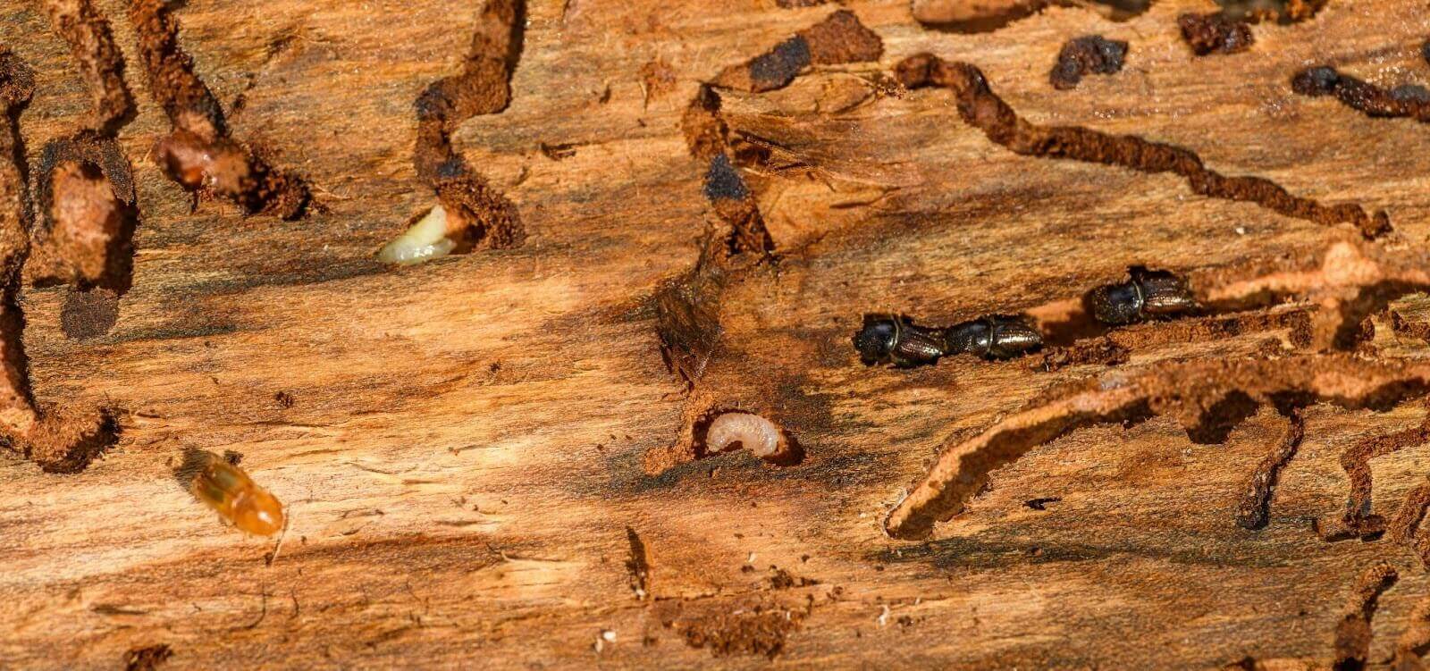 Termite Control in Singapore: Signs & Treatment