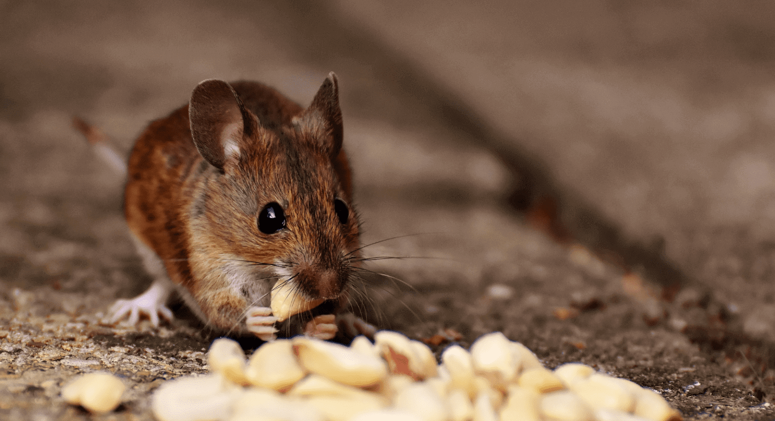 rodent-contamination-food-storage-singapore