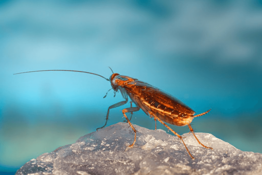 How to Prepare for Cockroach Pest Control in Singapore