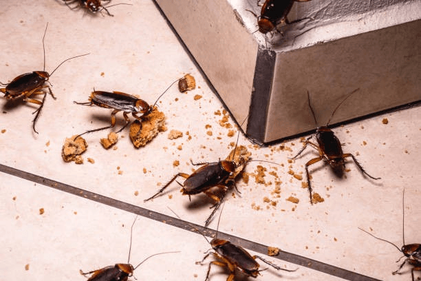 How Much Does Cockroach Pest Control Cost in Singapore?
