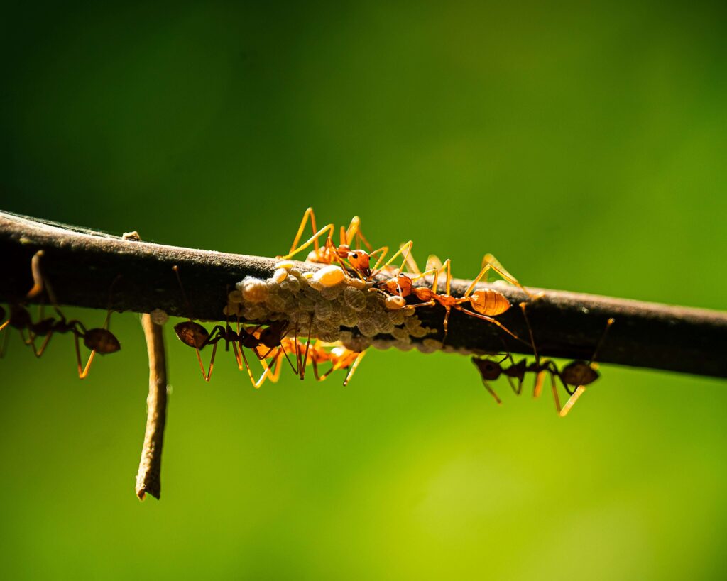 Active ant colony with eggs and larvae highlighting the need for professional ant extermination in Singapore