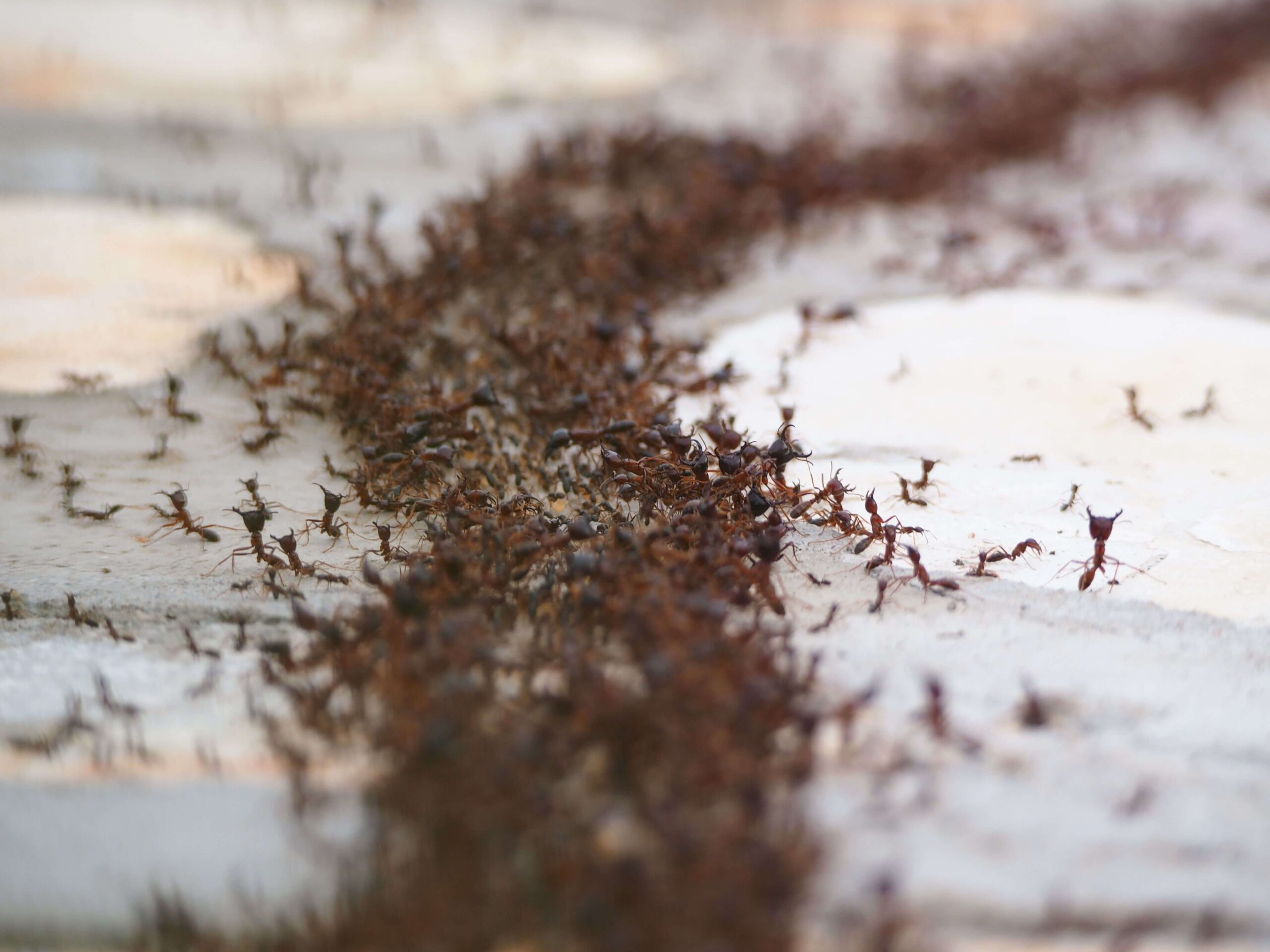 Large ant trail moving across a surface inside a residential property in Singapore