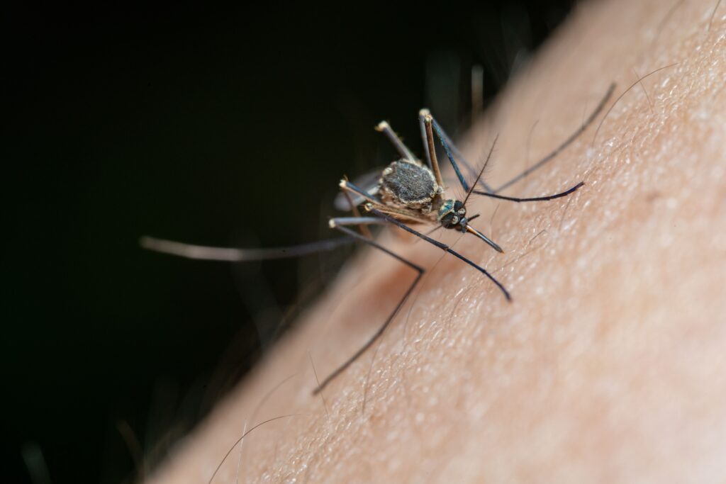 Mosquito biting human skin