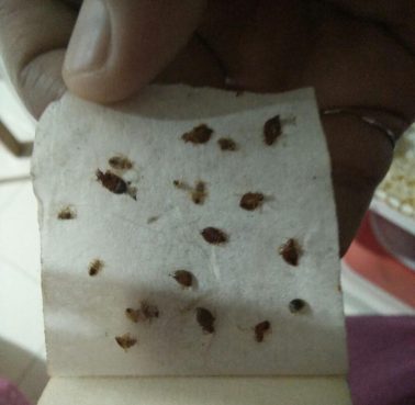Bedbugs-2.jpg