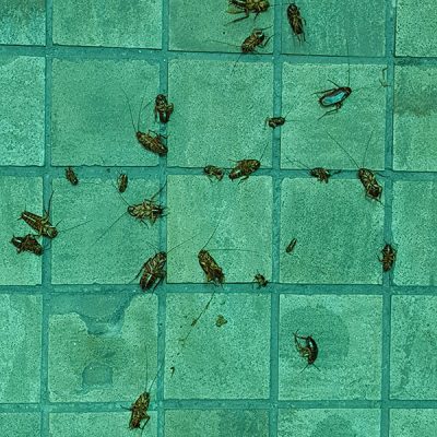 Cockroaches-1.jpg