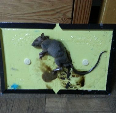 Rodents-1.jpg